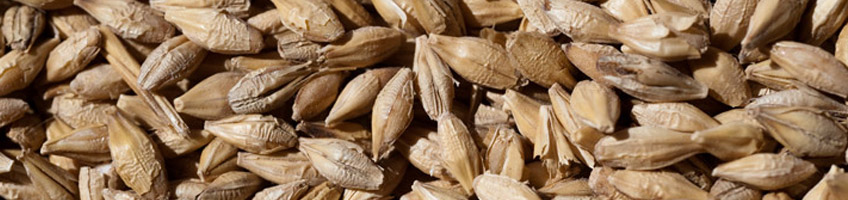 Malted cereals